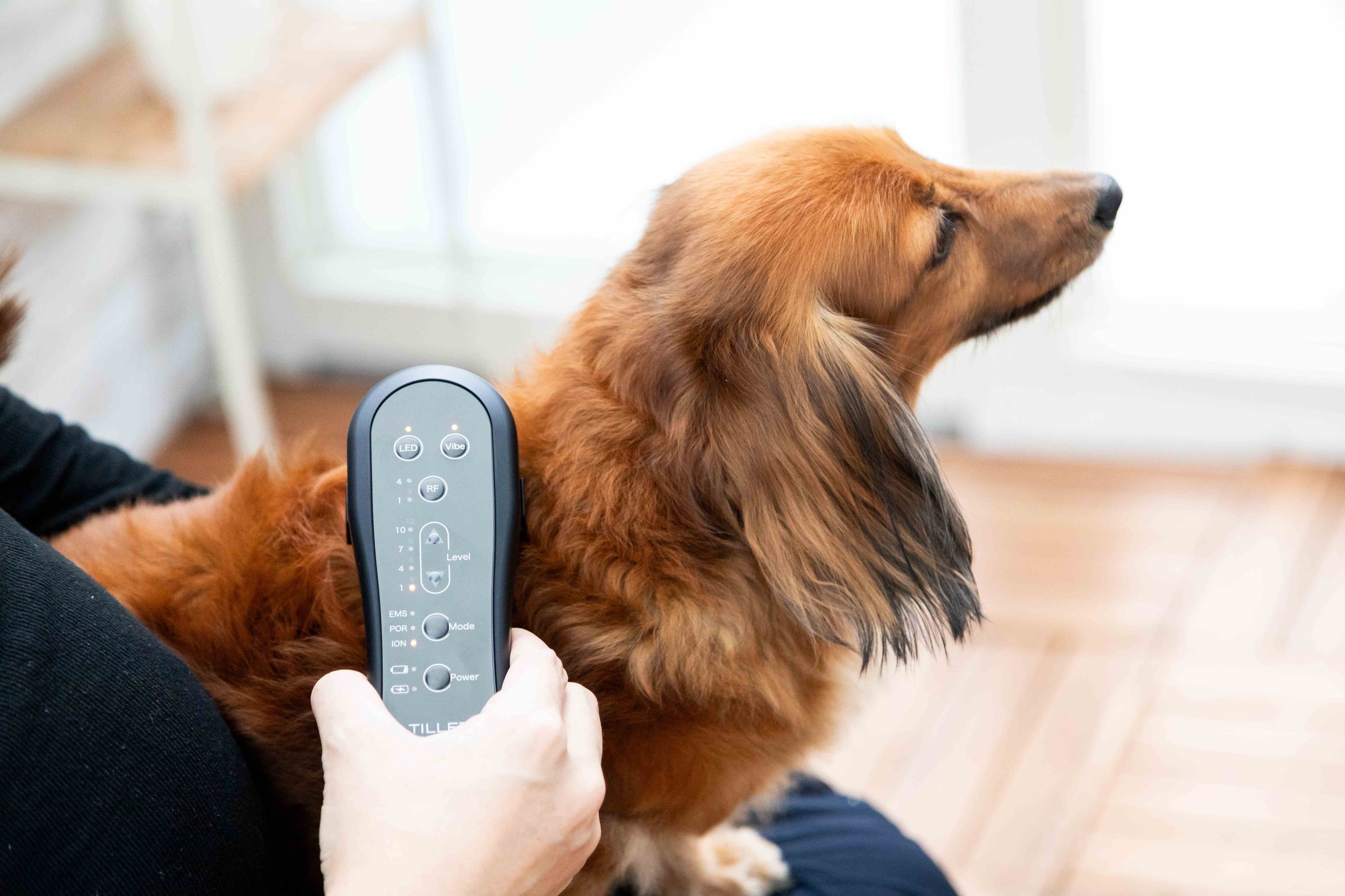 イオン導入モードで、愛犬の毛流れをやさしく整える。SMART-GEARで叶える丁寧なブラッシング